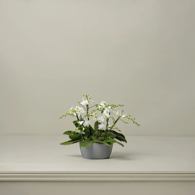 The Livingstone Miniature Orchid Planter