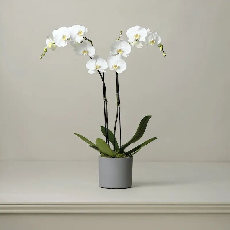 The Livingstone Large Orchid Plant