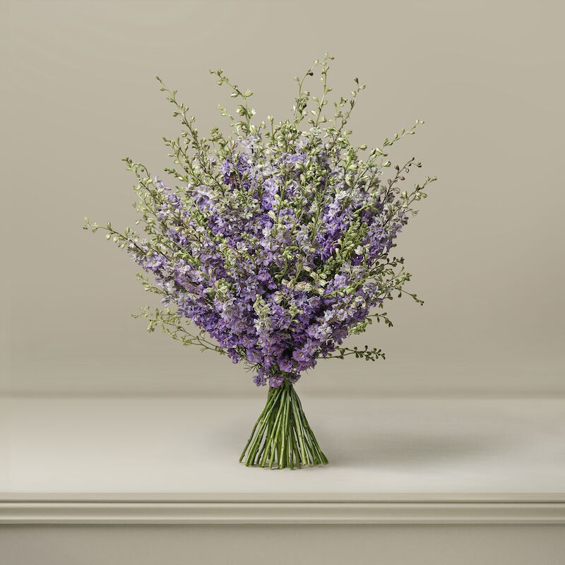 Blackberry Jam British Larkspur