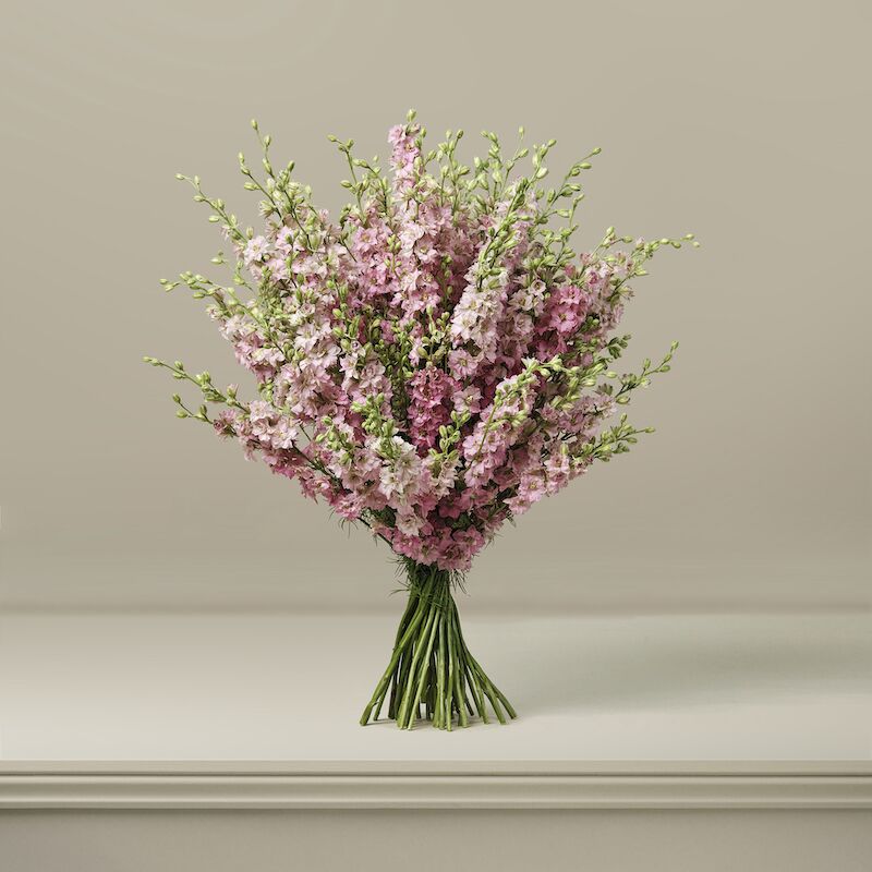 Rhubarb Crumble British Larkspur