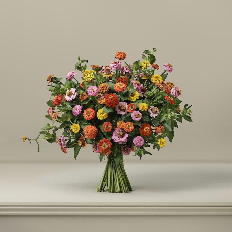 Rainbow Drops British Zinnias